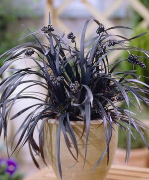 Ophiopogon&nbsp; Black Dragon Grass